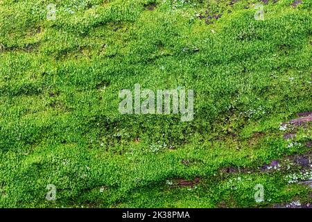 Moss growing on a fallen tree, Santa Catalina Mountains, Tucson, Arizona Stock Photo