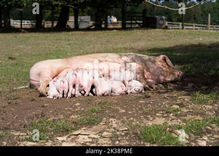 Piglets feeding / drinking from sow on the rare breeds trail at Adams Farm, Cotswold Farm Park, Gloucestershire, UK Stock Photo