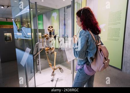 22 July 2022, Neanderthal museum, Germany: A girl listens to an audio guide with headphones and looking at human erectus skeleon Stock Photo