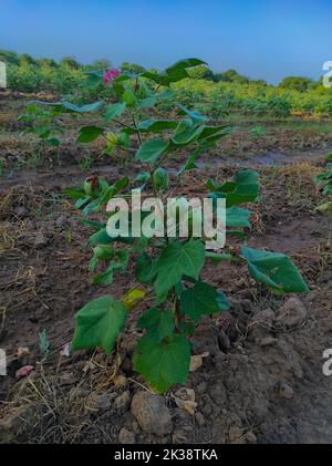 A Beautiful Closeup Shot Of Indian Village Farm  In BT Cotton Flowers Plant Stock Photo