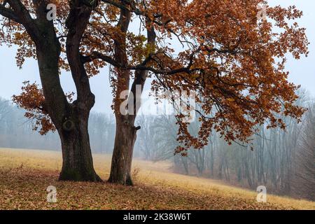 Old oak tree on the foggy lane. Misty autumn weather Stock Photo