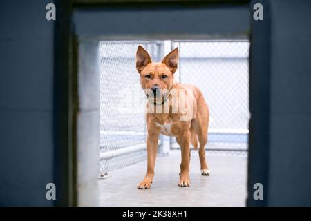 A nervous mixed breed dog in an animal shelter kennel Stock Photo