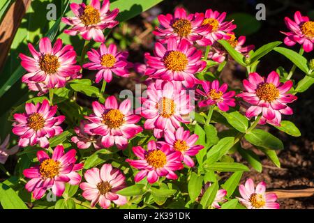 Colorful cultivars of common zinnia (Zinnia elegans). Formal garden at the Eleanor Cabot Bradley Estate, in Canton, MA Stock Photo