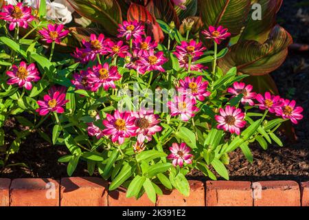 Colorful cultivars of common zinnia (Zinnia elegans). Formal garden at the Eleanor Cabot Bradley Estate, in Canton, MA Stock Photo
