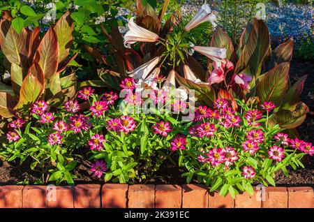 Colorful cultivars of common zinnia (Zinnia elegans). Formal garden at the Eleanor Cabot Bradley Estate, in Canton, MA Stock Photo
