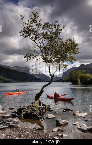 Lonely tree with canoes, Llanberis, Snowdonia, North Wales Stock Photo