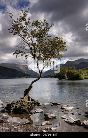 Lonely tree, Llanberis, Snowdonia, North Wales Stock Photo