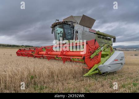 A Claas Combine Harvester Close Up, Harvesting in a Field of Barley on an Overcast Summer Evening Stock Photo