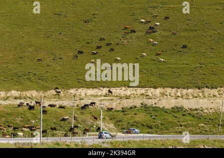 Cows of different colors graze on a spacious green meadow near a ...