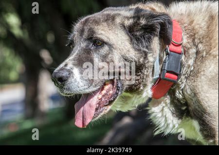 Female mature Spanish Mastiff portrait. She wears red collar Stock Photo