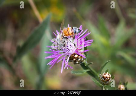 Honey bee foraging on spotted knapweed Stock Photo