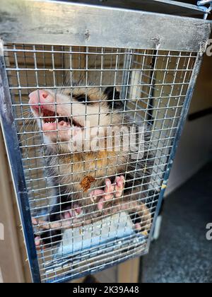 https://l450v.alamy.com/450v/2k39a48/close-up-of-an-angry-opossum-in-a-live-trap-2k39a48.jpg