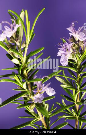 Stems of Rosemary 'Blue Lagoon', (Rosemarinus officinalis) in flower Stock Photo