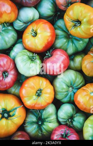 Green yellow red tomatoes food background, harvested tomatoes texture Stock Photo