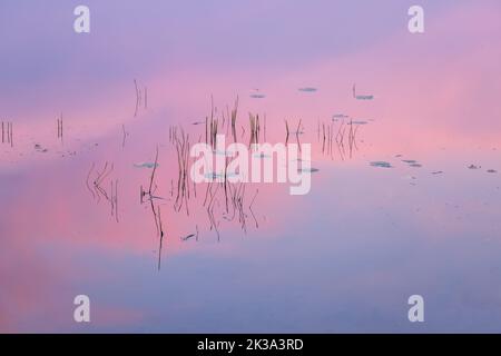 Pink clouds reflected on the calm waters of Blaisdell Lake in northern Wisconsin. Stock Photo