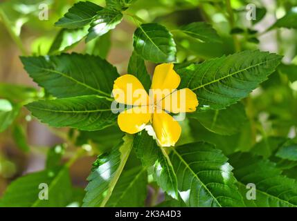 Turnera ulmifolia flower or ramgoat dashalong growing in vietnam Stock Photo