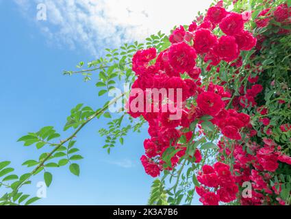 Red Rose Garden of Flower Dance World Scenic Spot in Chengdu, Sichuan Province, China Stock Photo