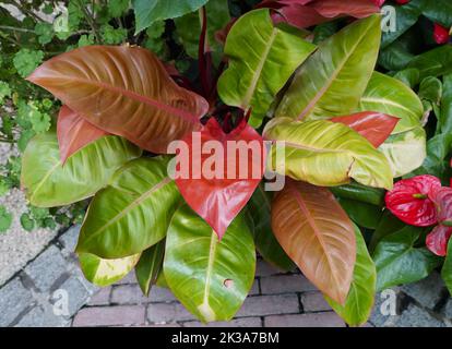 The colorful leaves of Philodendron Prince of Orange plant Stock Photo -  Alamy