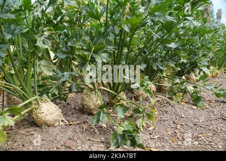 A row of Celeriac in the garden, also known as Celery Root, an edible vegetable Stock Photo