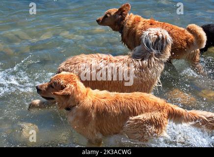 Group of dogs playing in river Stock Photo