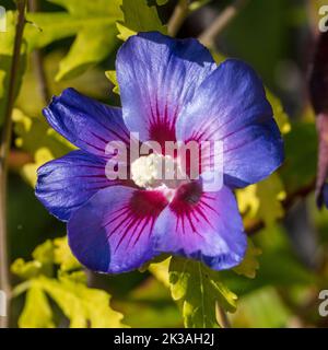 'Oiseau Bleu, Blue Bird' Rose of Sharon, Frilandshibiskus (Hibiscus syriacus) Stock Photo
