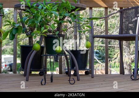Small potted Meyer lemon tree on an outdoor wooden deck with three ripening lemons attached Stock Photo