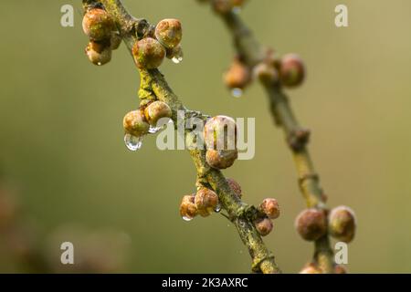 Dew drops falling from fig fruits on a winter morning at Pilibhit tiger reserve, Uttar Pradesh, India Stock Photo
