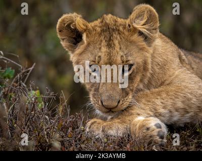 A lion cub gazes intensely under diffused lighting showing details on the face and body with spots visible on the fur Stock Photo