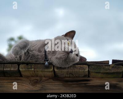 Gray cat relaxing outside, playing. blue cat at cozy, walks in nature. Pet care, friend of human. blue cat lying, summer time. Sky on background. Copy space Stock Photo