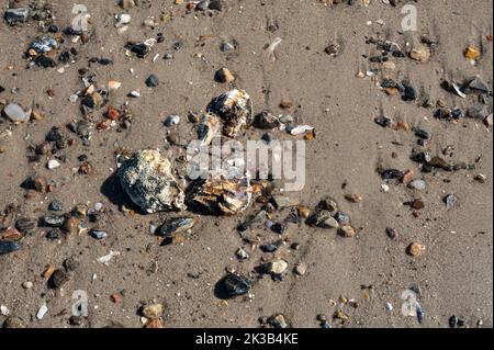 three oysters among the pebbles on a sandy beach at Rømø, Denmark, September 22, 2022 Stock Photo