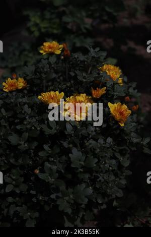 A closer look at a chrysanthemum morifolium bush Stock Photo