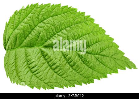 Raspberry leaves isolated on white background, clipping path, full depth of field Stock Photo