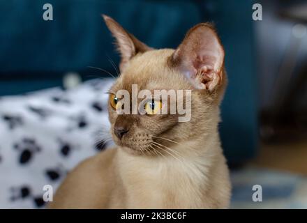 Burmese 4 months female chocolate / champagne cat staring sitting on blue carpet at apartment. Young pure breed burmese cat. Stock Photo
