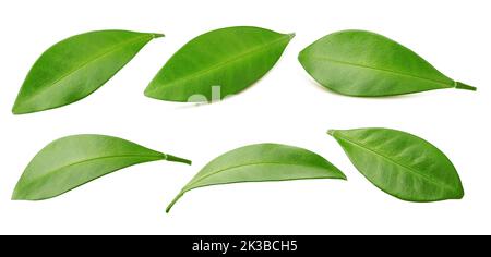 Citrus leaf, lemon, grapefruit, orange, lime, kumquat, isolated on white background, clipping path, full depth of field Stock Photo