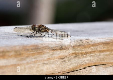 Dragonfly with spread wings on a wooden railing of a terrace in Sweden. Close up of animal from nat Stock Photo