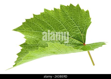 Grape leaf, isolated on white background, clipping path, full depth of field Stock Photo