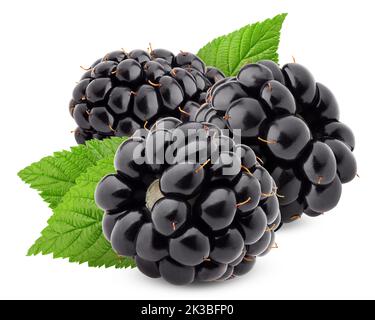 blackberry isolated on white background, clipping path, full depth of field Stock Photo