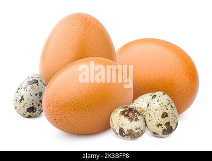 chicken and quail egg, isolated on white background, clipping path, full depth of field Stock Photo