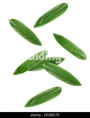 Falling Bamboo leaves, isolated on white background, clipping path, full depth of field Stock Photo