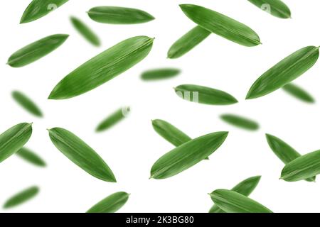 Falling Bamboo leaves, isolated on white background, selective focus Stock Photo