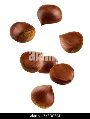 Falling Chestnuts, isolated on white background, clipping path, full depth of field Stock Photo
