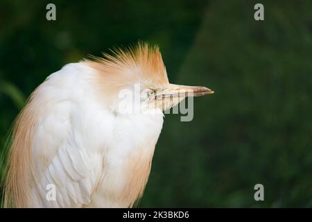 Egyptian heron bird in nature in summer. High quality photo Stock Photo