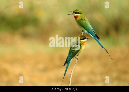 Blue Tailed Bee Eater,  Merops philippinus , Naguvana Halli, Karnataka, India Stock Photo