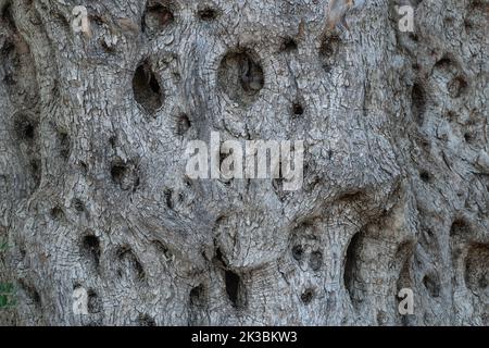 Background of embossed textured wood with holes, old olive tree Stock Photo