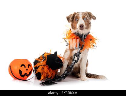 Miniature American Shepherd and cat in front of white background Stock Photo
