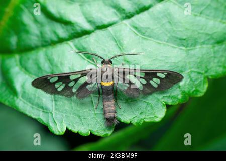 Wasp mimicking moth species,  Satara, Maharashtra, India Stock Photo