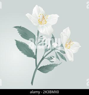Twig jasmine flowers  with leaves  vector illustration Stock Vector