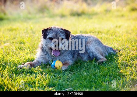 Day-Z, a three-year-old border terrier, watches a baseball game between the  Miami Marlins and the San Diego Padres, with her owner Samantha Donahue  (not shown) during a Bark at the Park event