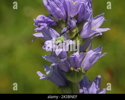 Violet bellflowers of Campanula cervicaria with scarabaeid beetle Hoplia argentea on the Mokra Gora mountain in southwestern Serbia near Tutin Stock Photo