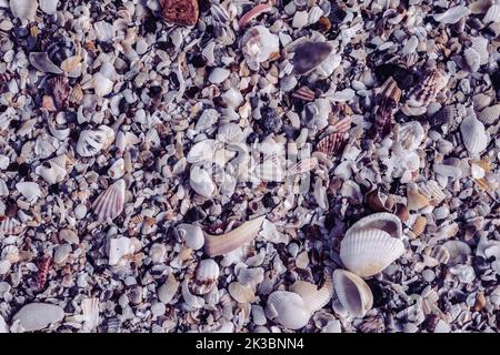 Close-up seashells on beach sand summer day. Abstract ocean background pattern collection Stock Photo